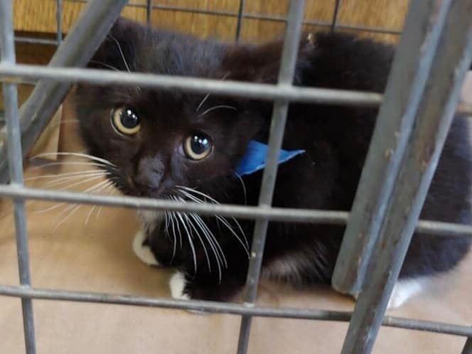 Starling, Adopted, Kitten Female Domestic Short Hair.