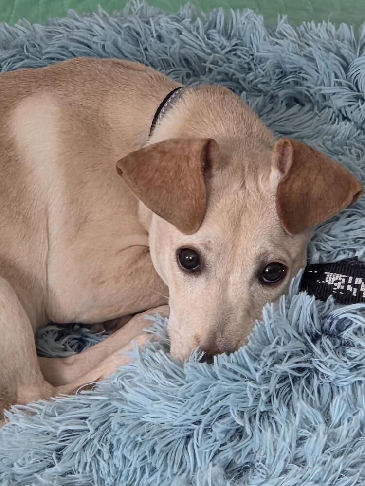 Enlarge Romeo (26-028 D), a Adoptable mixed breed in Lansing, MI image 1/6