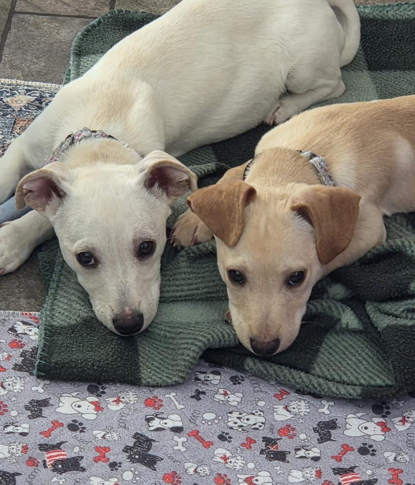 Enlarge Romeo (26-028 D), a Adoptable mixed breed in Lansing, MI image 1/5