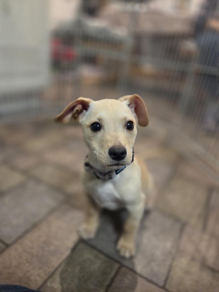 Romeo (26-028 D), Adoptable, Puppy Male Mixed Breed.