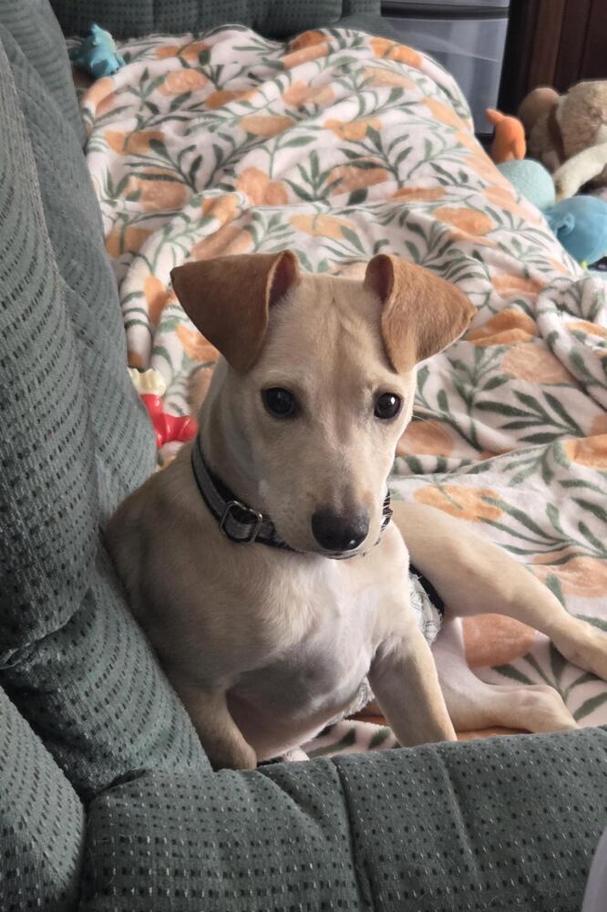 Enlarge Romeo (26-028 D), a Adoptable mixed breed in Lansing, MI image 2/6