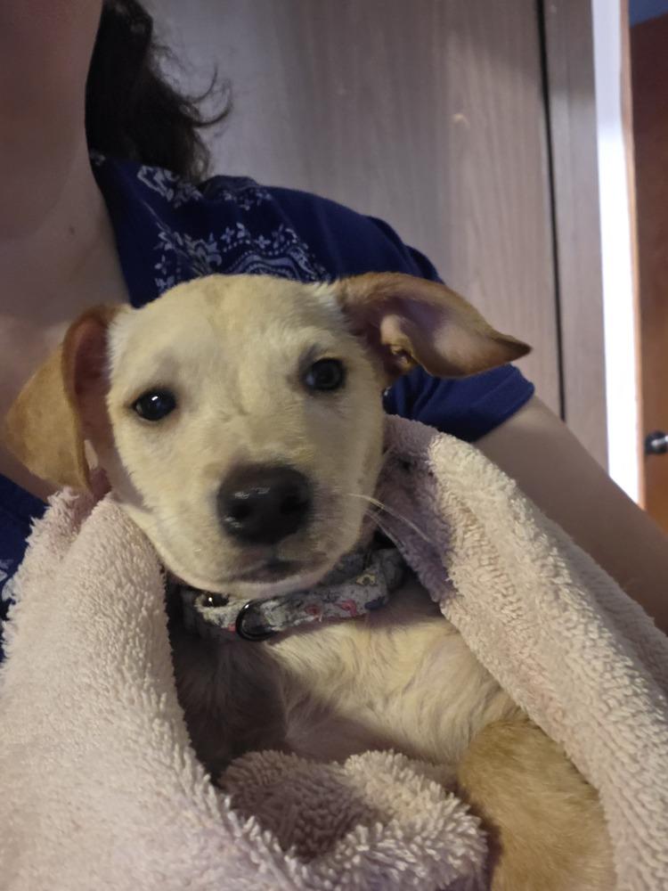 Enlarge Romeo (26-028 D), a Adoptable mixed breed in Lansing, MI image 3/5