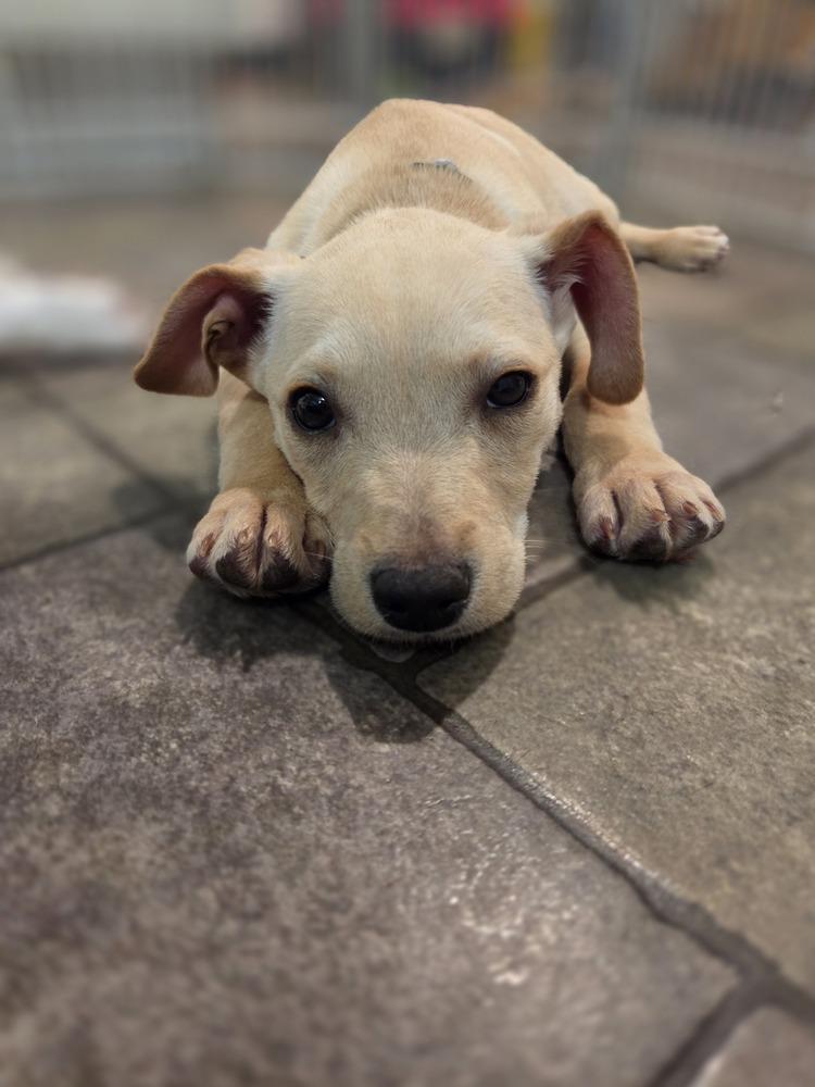 Enlarge Romeo (26-028 D), a Adoptable mixed breed in Lansing, MI image 4/5