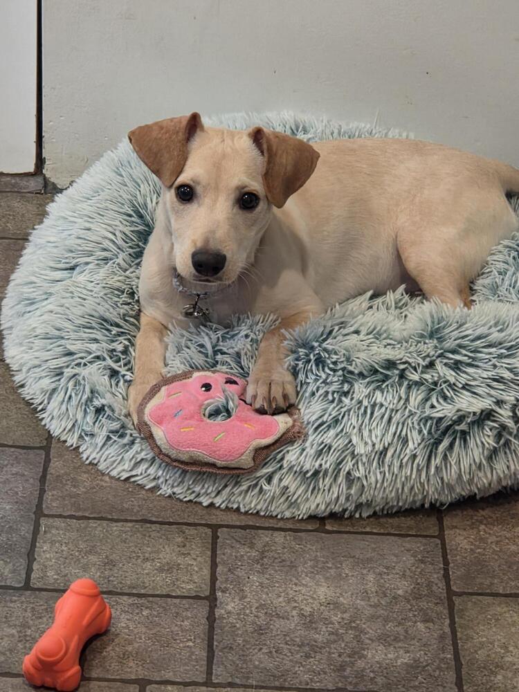 Enlarge Romeo (26-028 D), a Adoptable mixed breed in Lansing, MI image 5/6