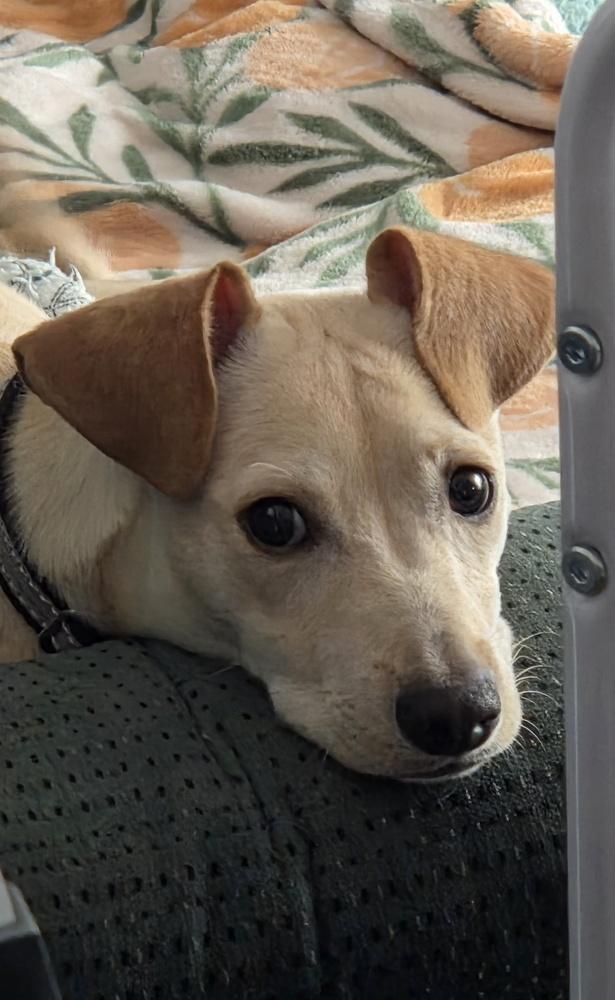 Enlarge Romeo (26-028 D), a Adoptable mixed breed in Lansing, MI image 6/6