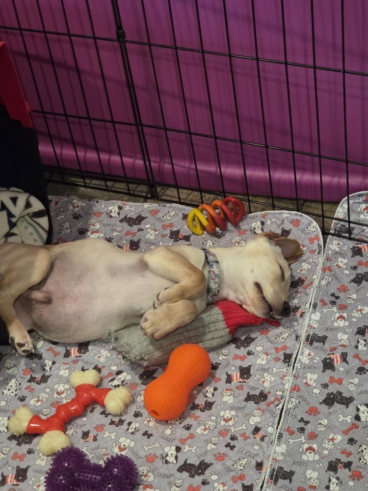 Enlarge Romeo (26-028 D), a Adoptable mixed breed in Lansing, MI image 5/5