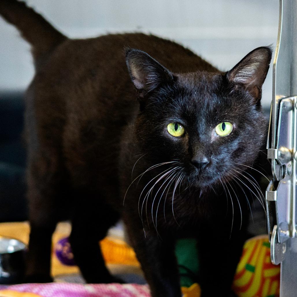 Chipmunk, a Adoptable Domestic Short Hair in Newark, DE image 2/6