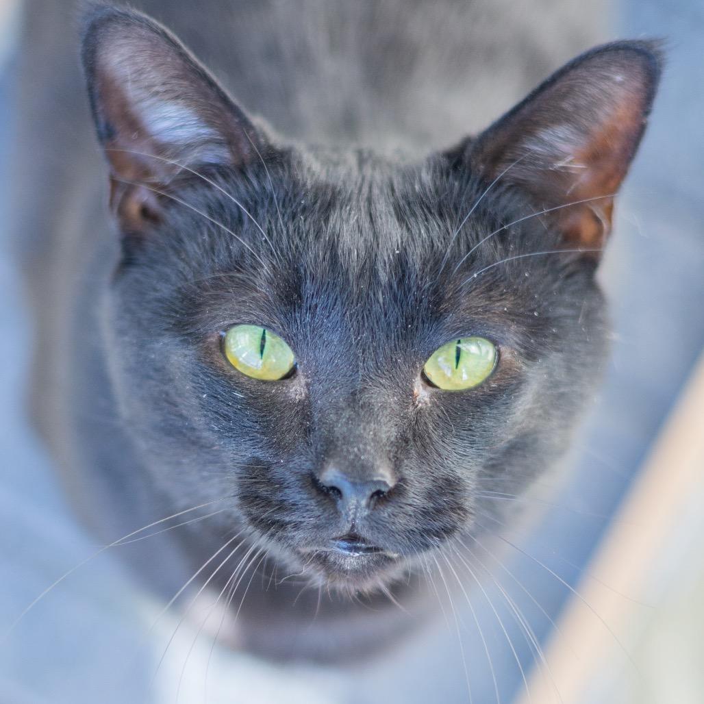 Chipmunk, a Adoptable Domestic Short Hair in Newark, DE image 6/6