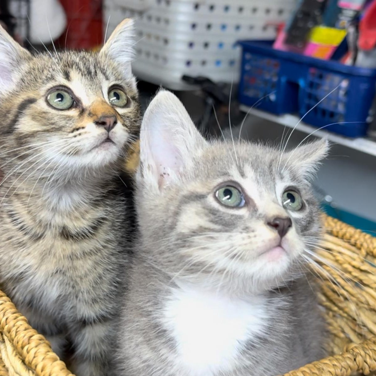 Phish and Tuna — thumbnail 2