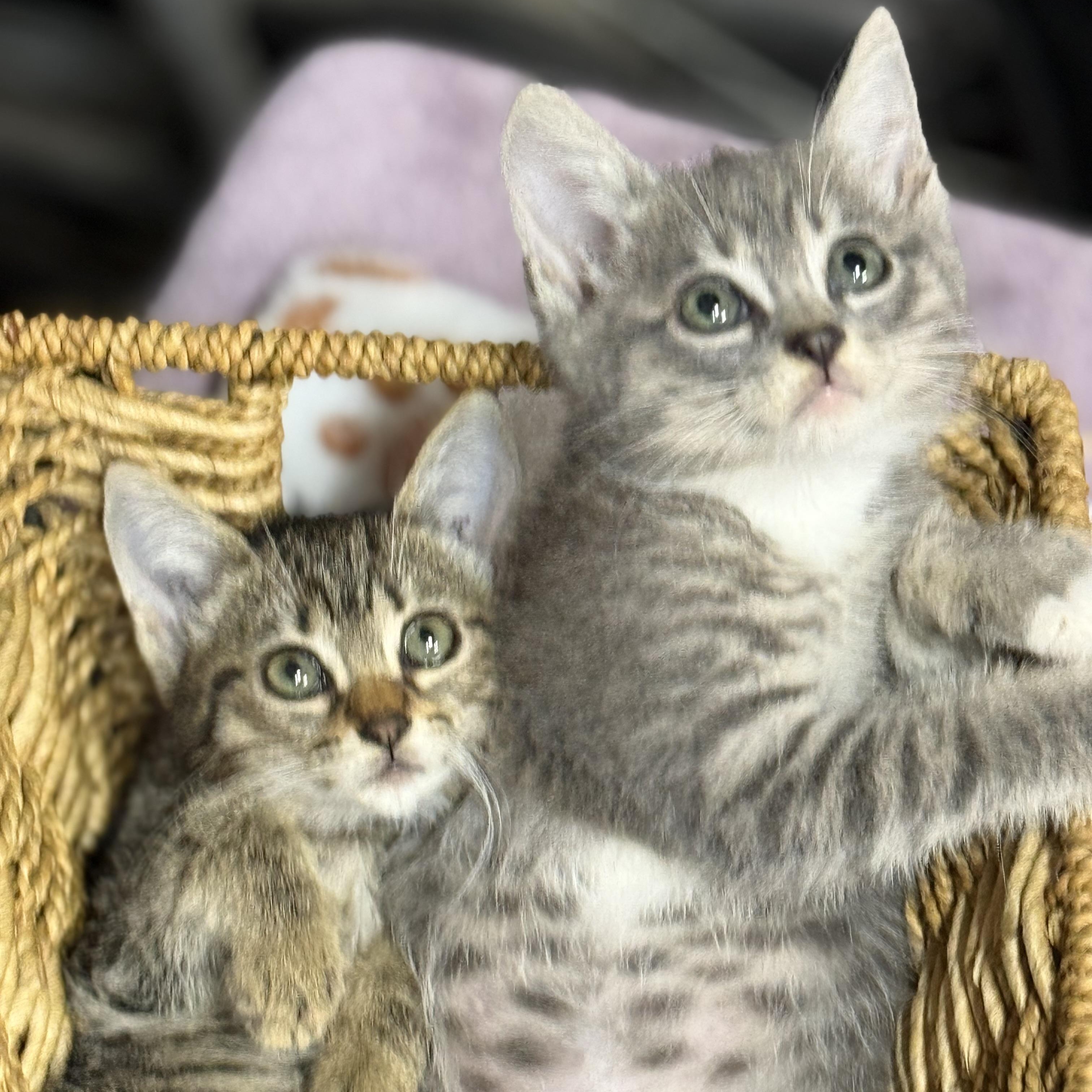 Phish and Tuna — thumbnail 5