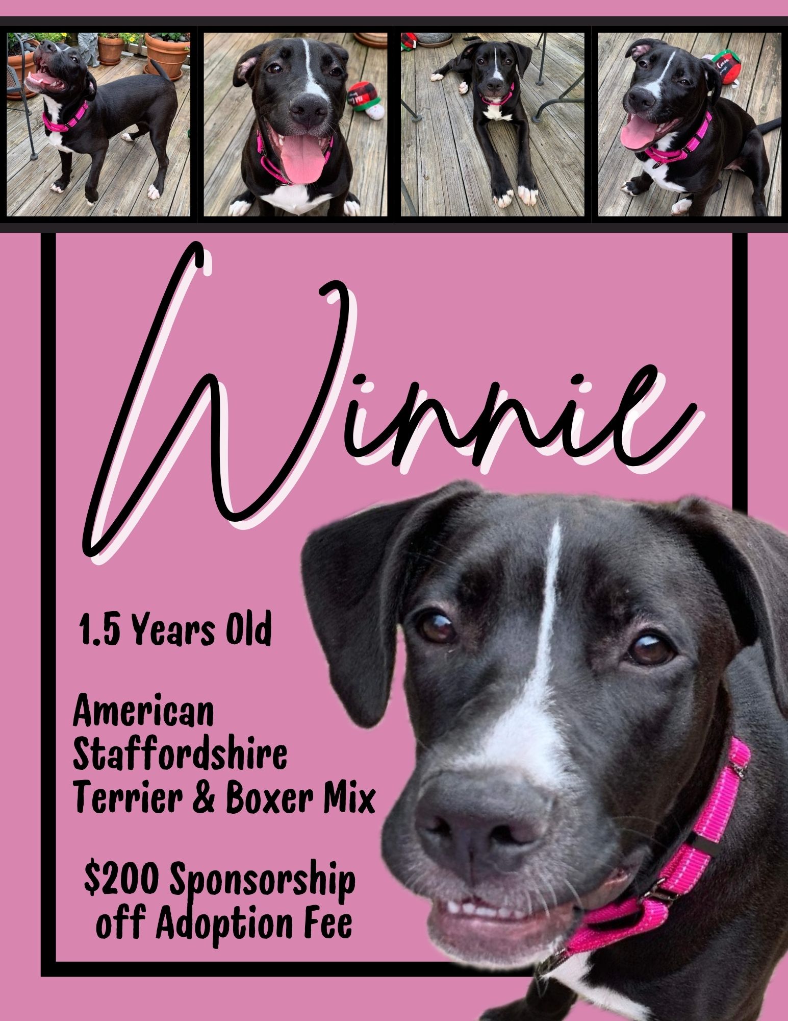Winnie ($200 of fee sponsored), a Adoptable mixed breed in Mount Juliet, TN image 1/17