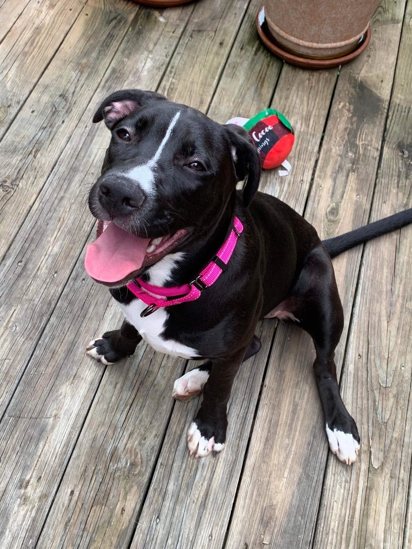 Enlarge Winnie ($200 of fee sponsored), a Adoptable mixed breed in Mount Juliet, TN image 13/17