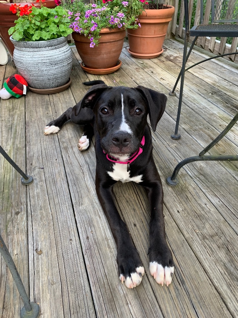 Enlarge Winnie ($200 of fee sponsored), a Adoptable mixed breed in Mount Juliet, TN image 14/17