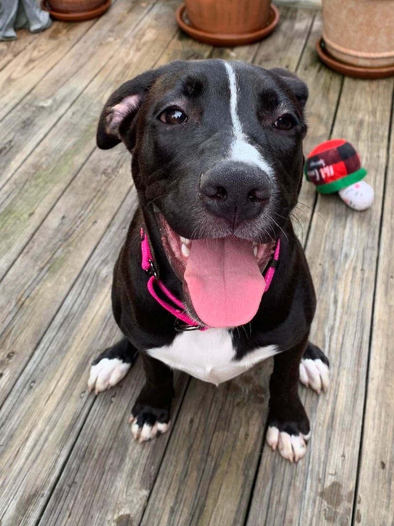 Enlarge Winnie ($200 of fee sponsored), a Adoptable mixed breed in Mount Juliet, TN image 15/17