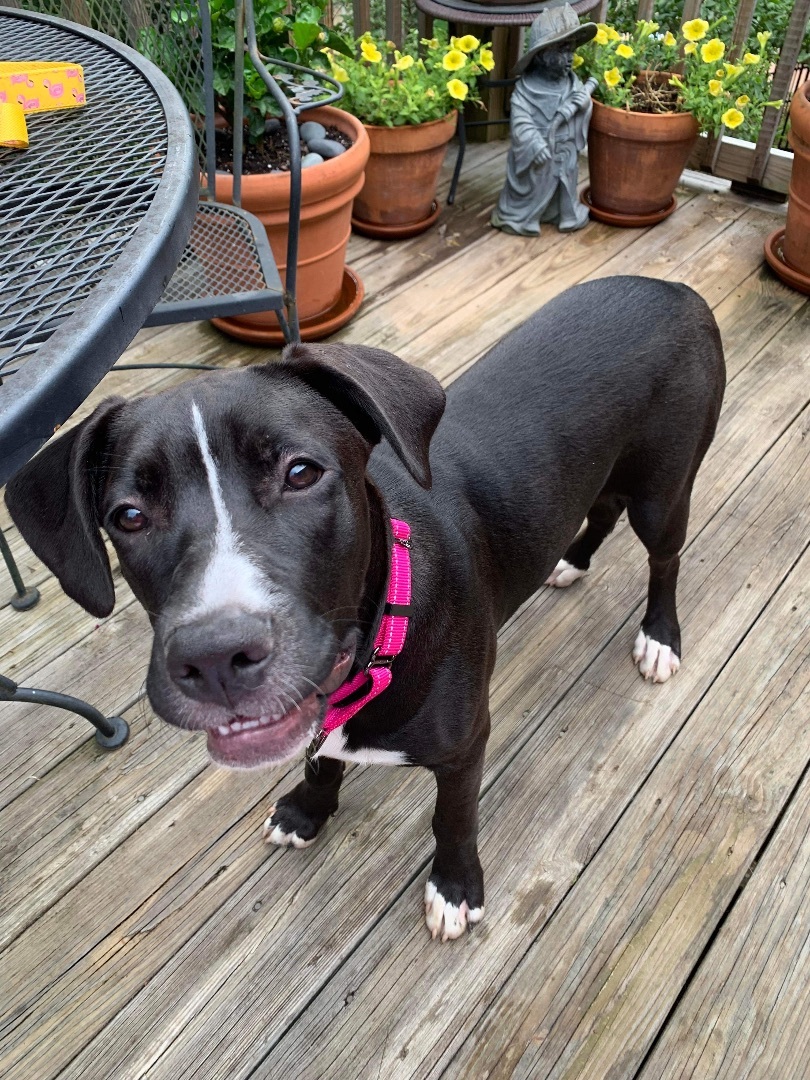 Enlarge Winnie ($200 of fee sponsored), a Adoptable mixed breed in Mount Juliet, TN image 16/17