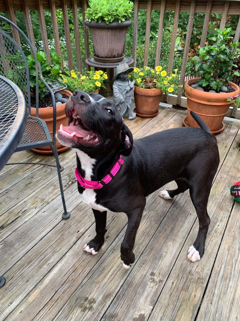 Enlarge Winnie ($200 of fee sponsored), a Adoptable mixed breed in Mount Juliet, TN image 17/17