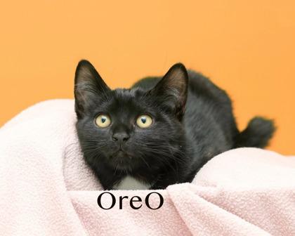 Oreo, Adoptable, Kitten Male Domestic Short Hair & Domestic Short Hair.