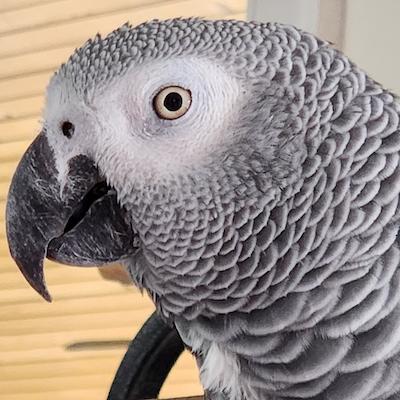 Ziggy, a Adoptable African Grey in Alexander, NC image 2/2