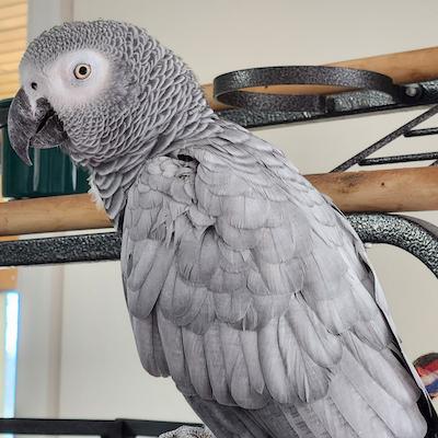 Ziggy, adopted, Adult Female African Grey.
