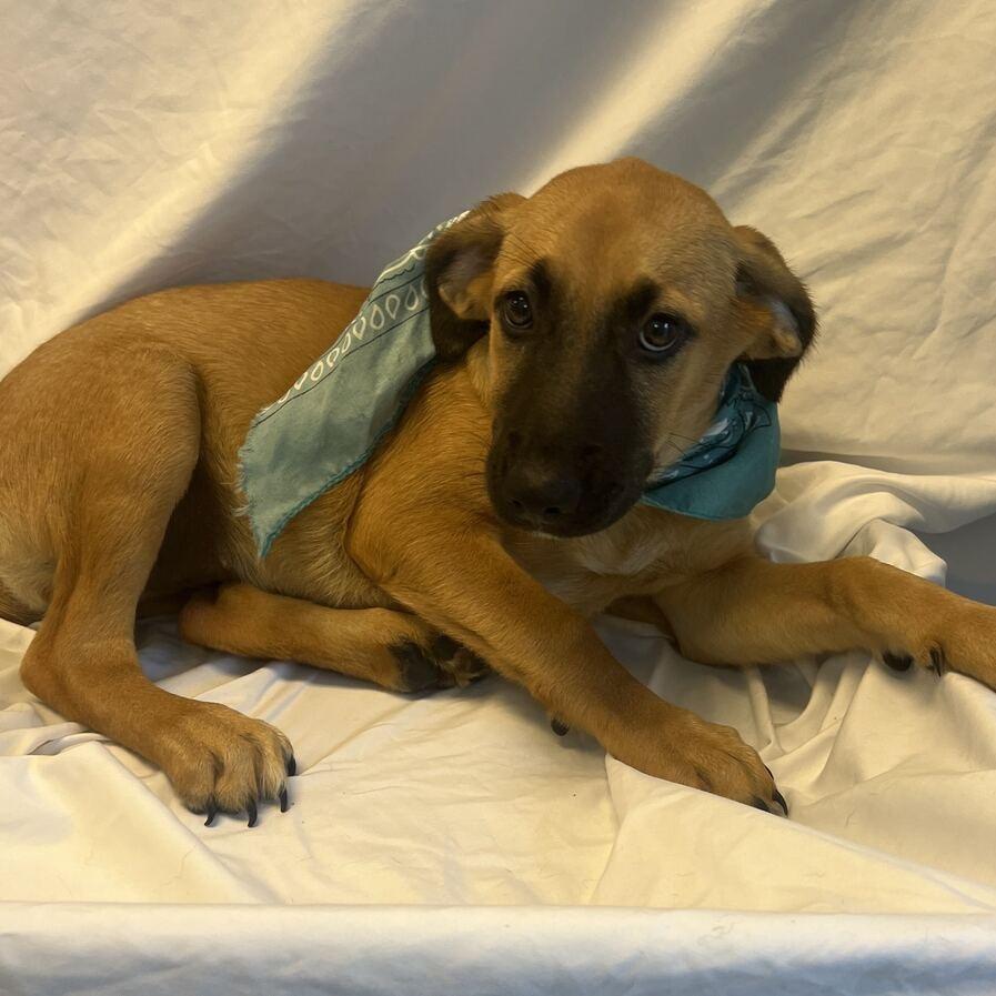 Stef, Adoptable, Puppy Female Mixed Breed.