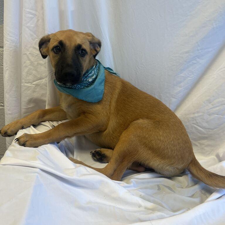 Enlarge Stef, a Adoptable Mixed Breed in Canal Winchester, OH image 2/2