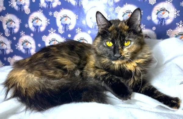 Amazing Argyle  Maine thumbnail 2