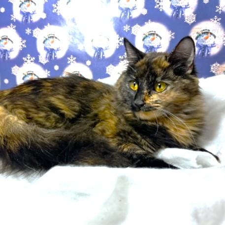 Amazing Argyle  Maine thumbnail 3