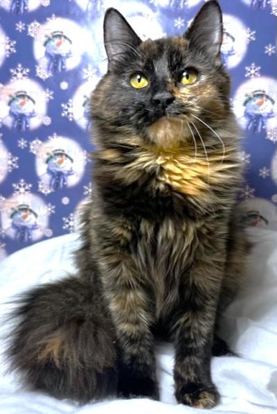 Amazing Argyle  Maine thumbnail 6