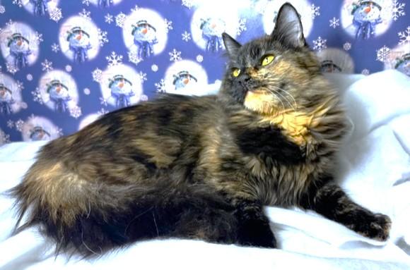 Amazing Argyle  Maine thumbnail 4