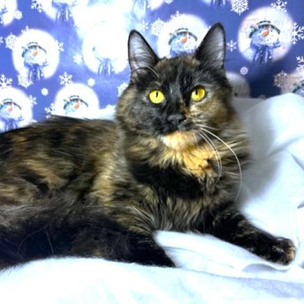 Amazing Argyle Maine