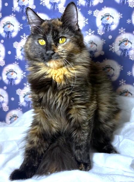 Amazing Argyle  Maine thumbnail 5