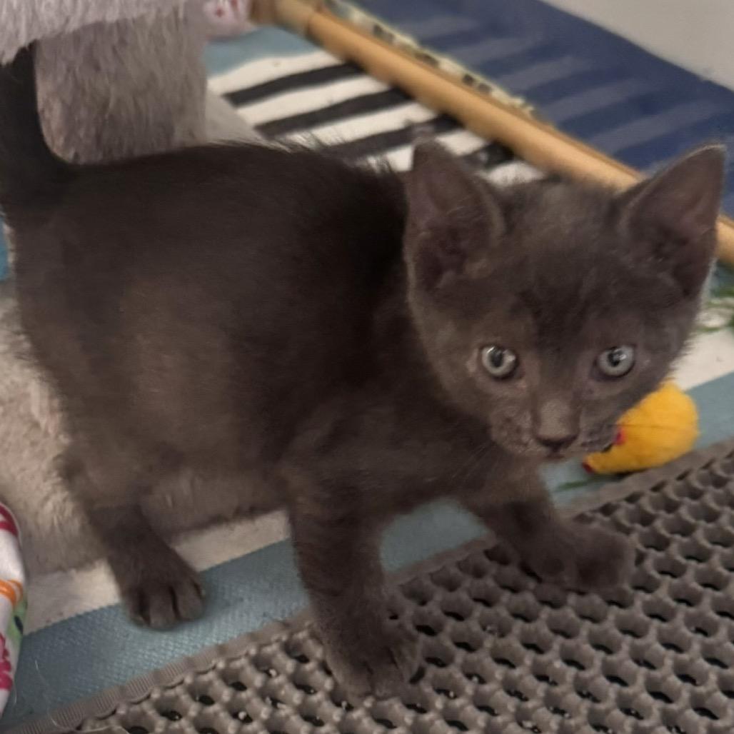 Enlarge Slick, a Adoptable Domestic Short Hair in Jupiter, FL image 1/6