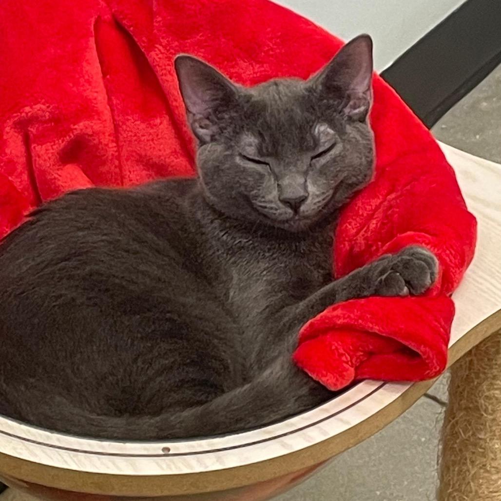 Enlarge Slick, a Adoptable Domestic Short Hair in Jupiter, FL image 2/6