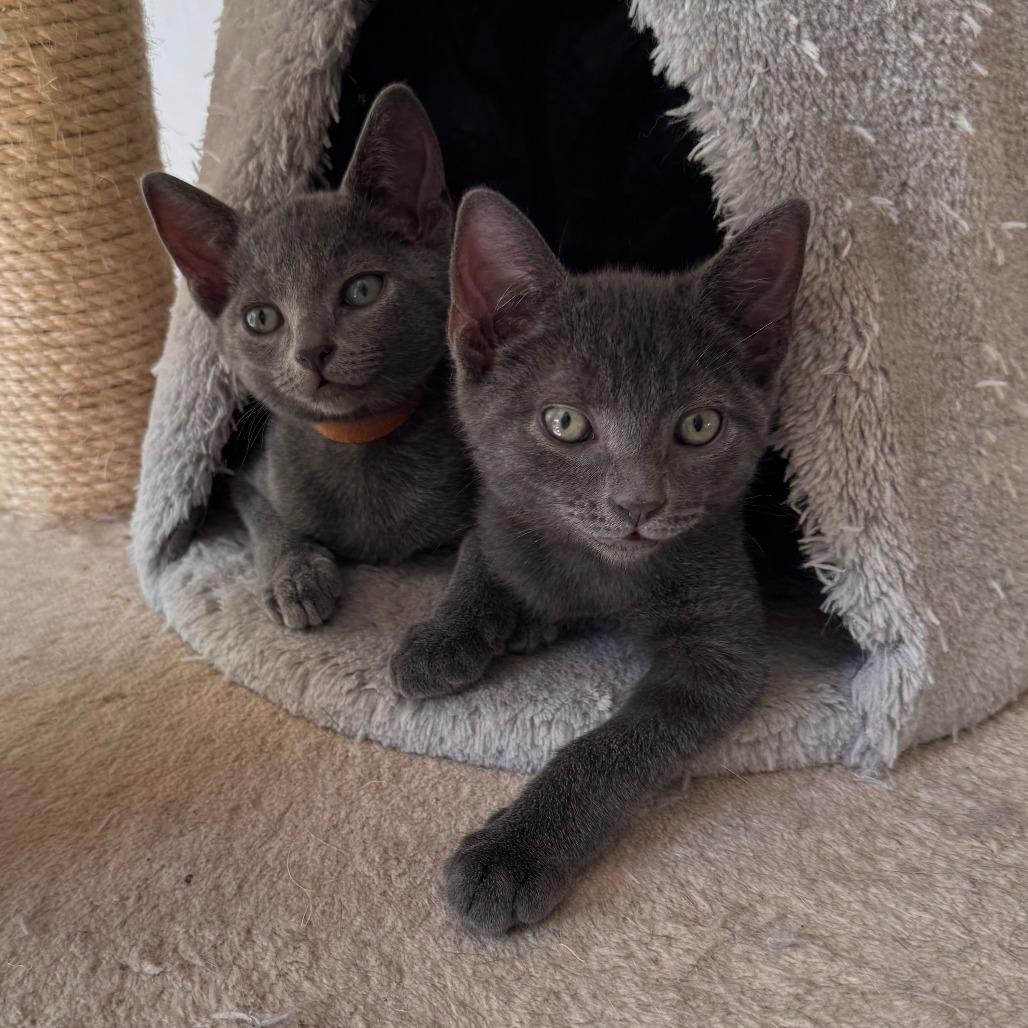 Enlarge Slick, a Adoptable Domestic Short Hair in Jupiter, FL image 3/6