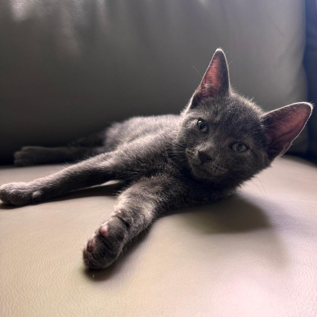 Enlarge Slick, a Adoptable Domestic Short Hair in Jupiter, FL image 4/6