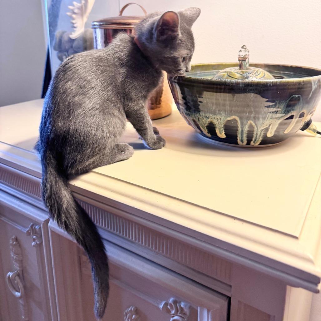 Enlarge Slick, a Adoptable Domestic Short Hair in Jupiter, FL image 5/6