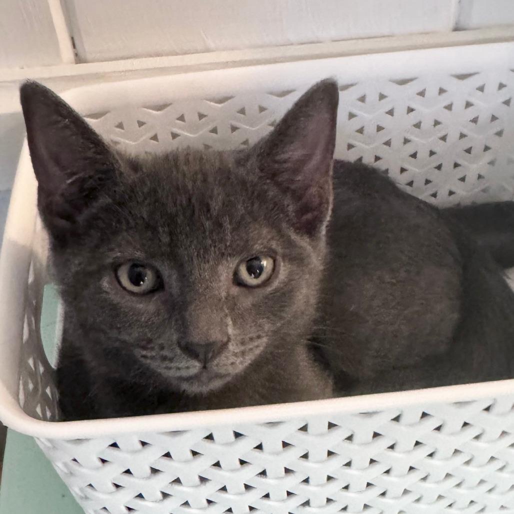 Enlarge Slick, a Adoptable Domestic Short Hair in Jupiter, FL image 6/6