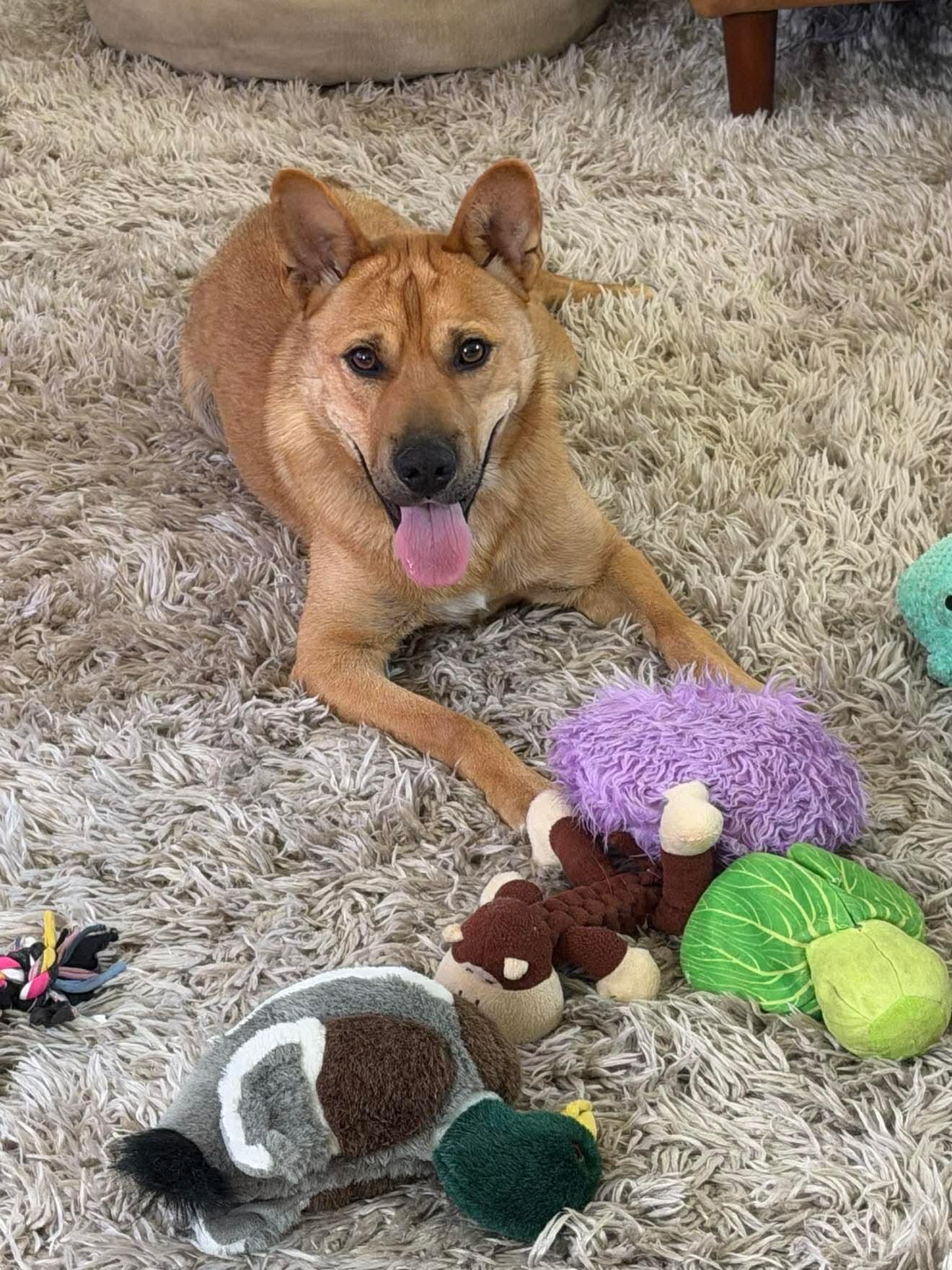 Enlarge Buster, a Adoptable Shepherd in Orange, CA image 1/1