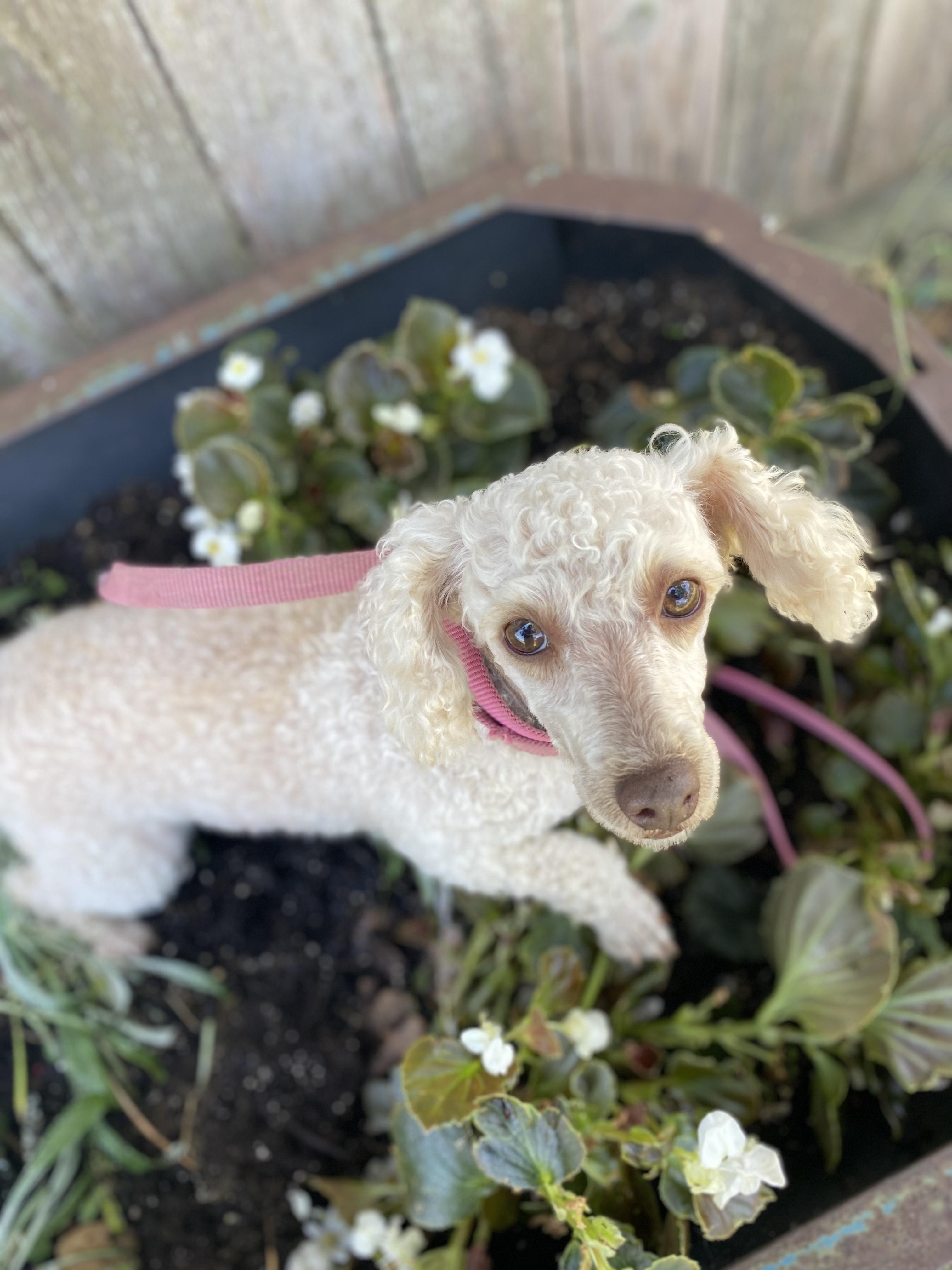 Emre, Adoptable, Adult Female Miniature Poodle.