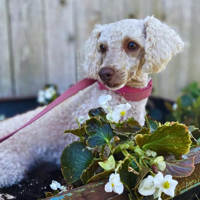 Emre, a Adoptable Miniature Poodle in Neosho, MO image 2/2