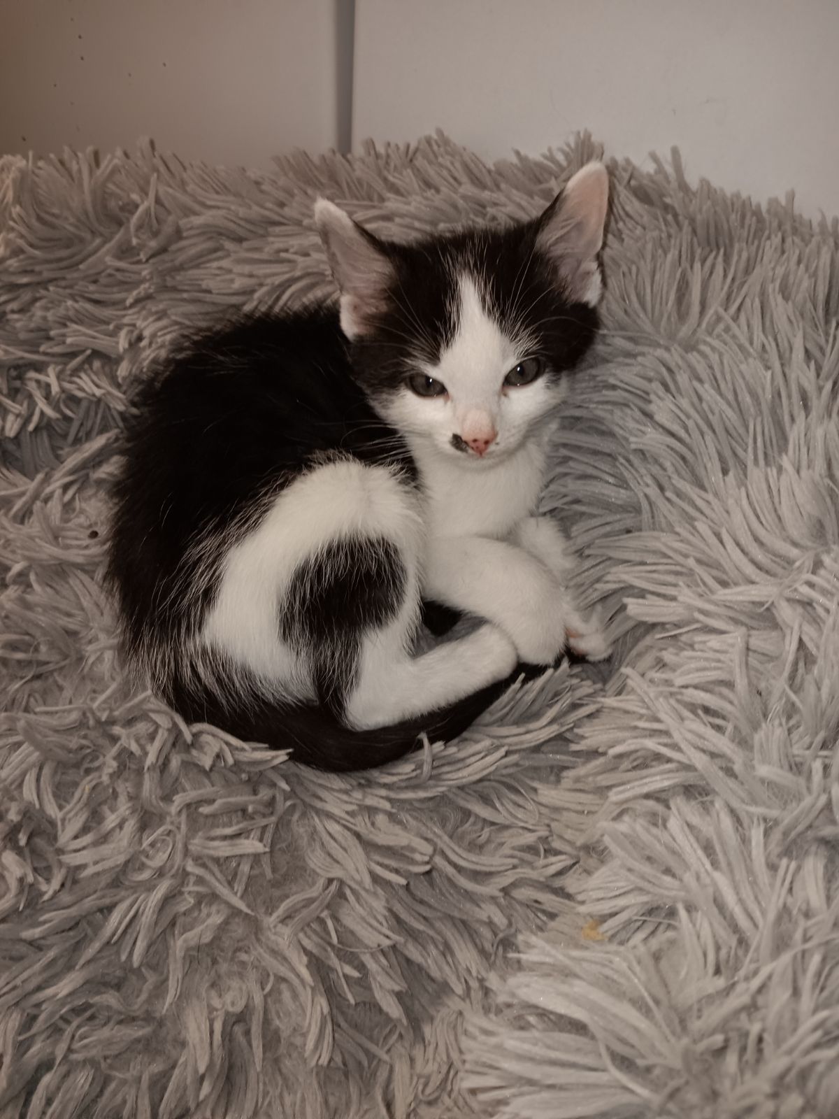 Enlarge Leonard, a Adopted Domestic Short Hair in Louisville, KY image 4/4