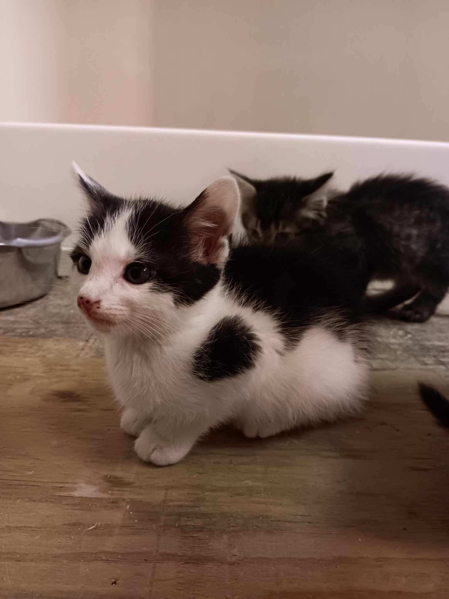 Enlarge Leonard, a Adopted Domestic Short Hair in Louisville, KY image 2/4