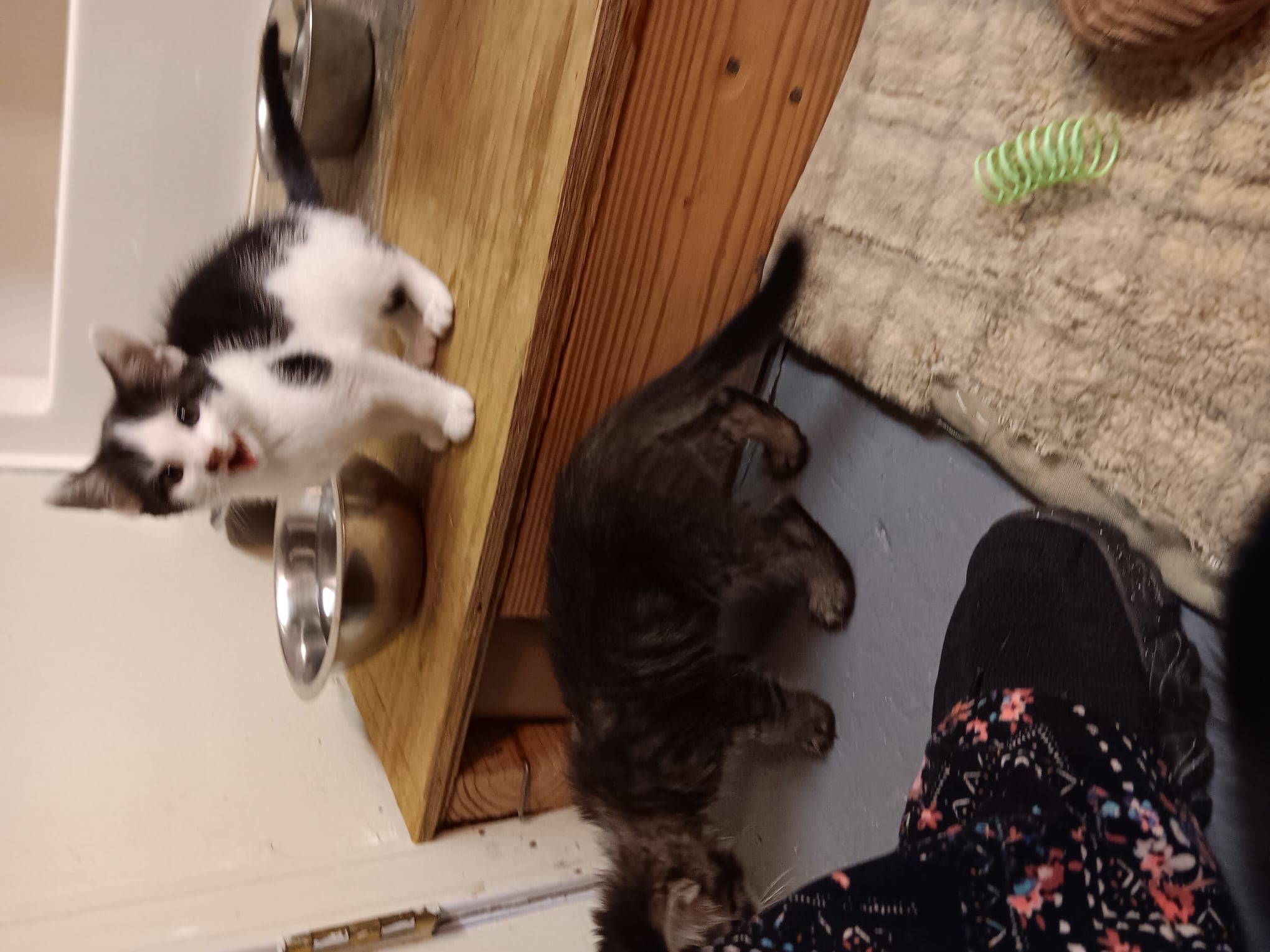 Enlarge Leonard, a Adopted Domestic Short Hair in Louisville, KY image 1/4