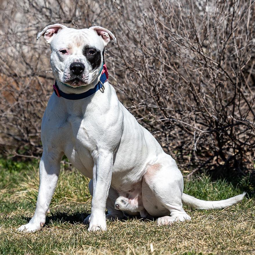 Carl, Adoptable, Adult Male Pit Bull Terrier.