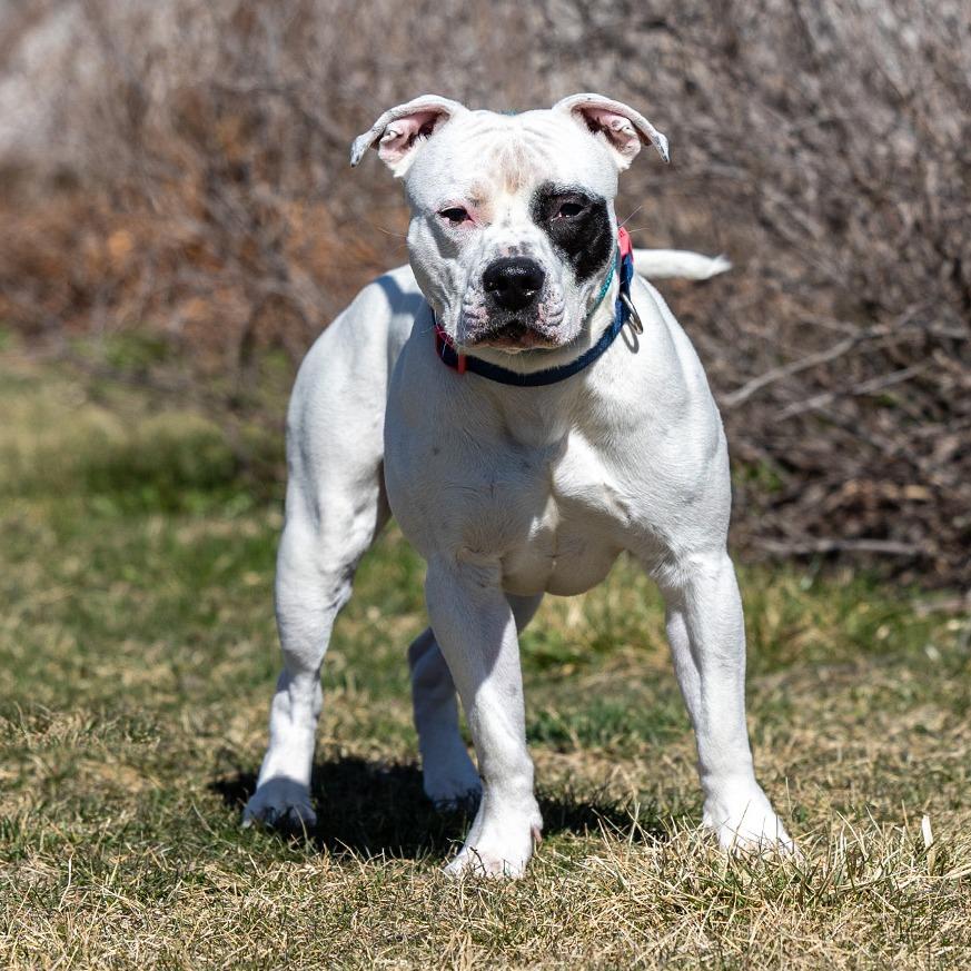Enlarge Carl, a Adoptable Pit Bull Terrier in Council Bluffs, IA image 2/4