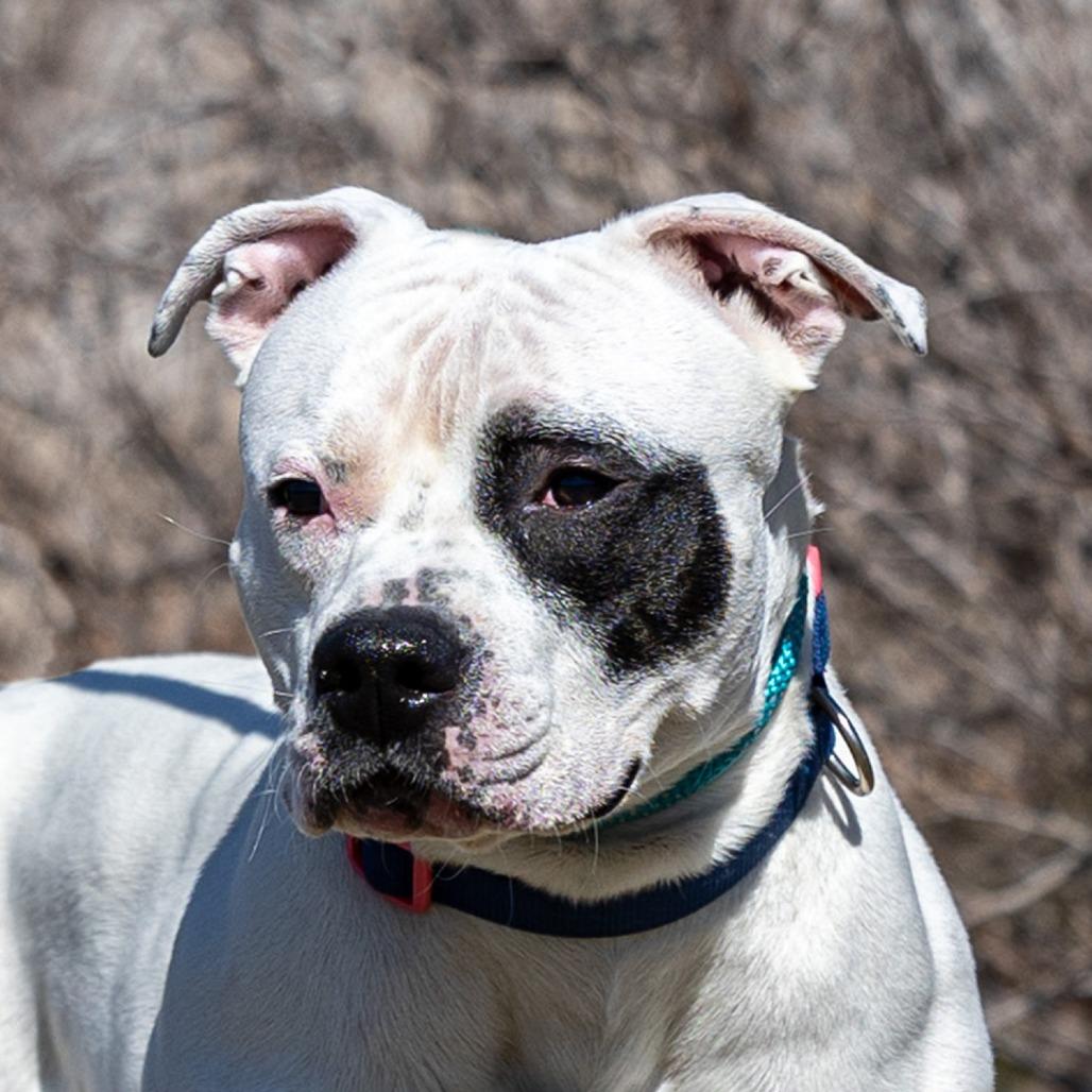 Enlarge Carl, a Adoptable Pit Bull Terrier in Council Bluffs, IA image 3/4