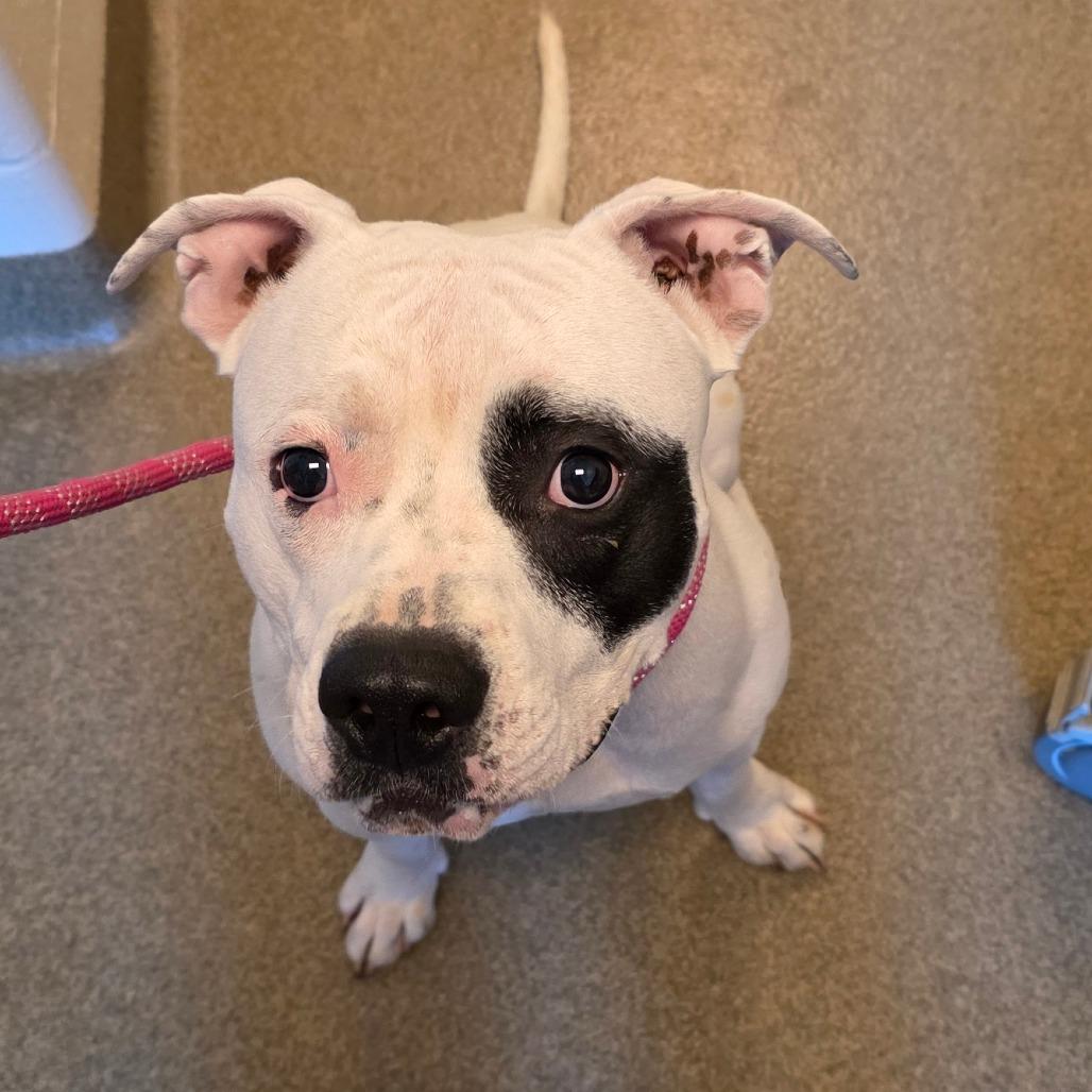 Enlarge Carl, a Adoptable Pit Bull Terrier in Council Bluffs, IA image 4/4