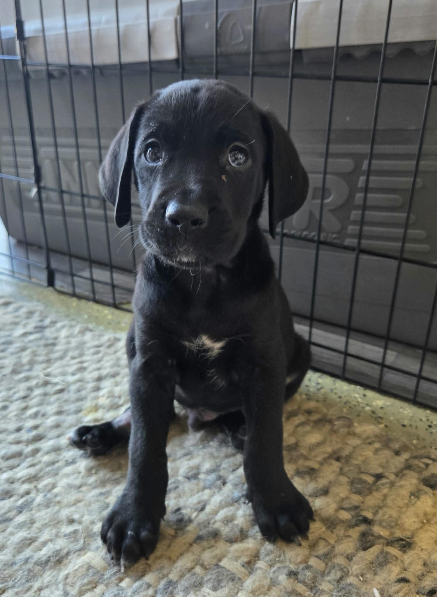 Miz the Golden Retriever Mix Puppy photo