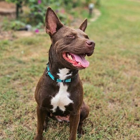 Enlarge Freya, a Adoptable mixed breed in Chelmsford, MA image 3/5