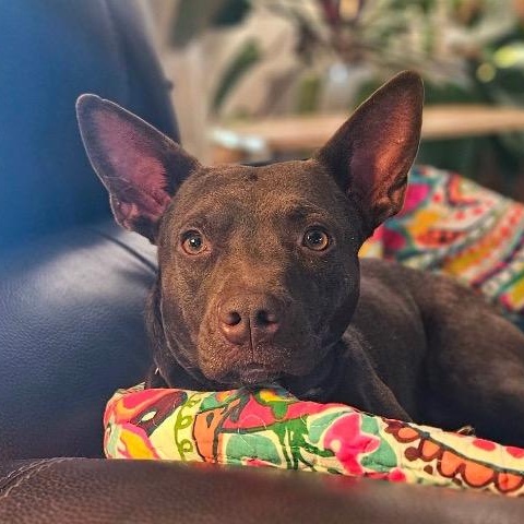 Enlarge Freya, a Adoptable mixed breed in Chelmsford, MA image 2/5